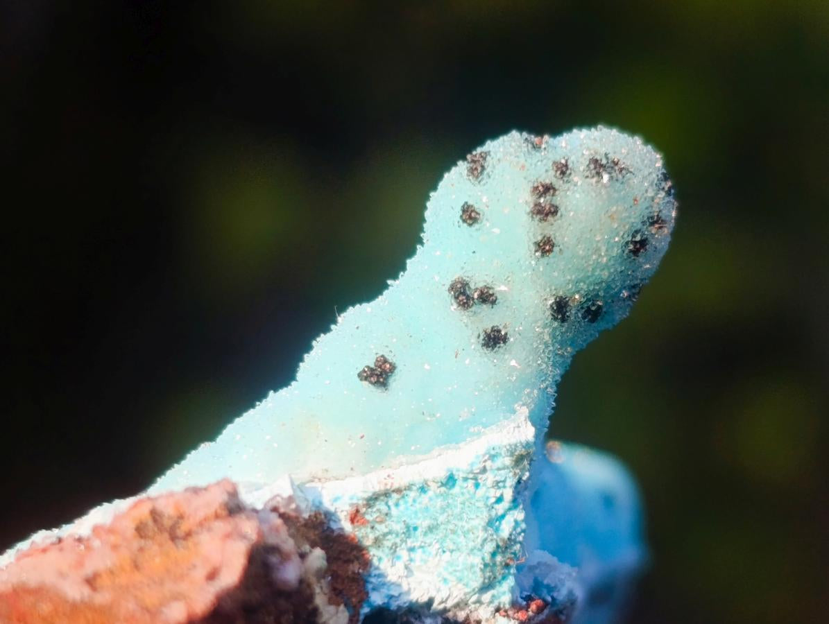 Natural Stalagmitic Drusy Coated Chrysocolla Specimen on Dolomite x 1 From Likasi, Congo