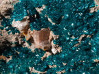 Natural XXL Dioptase Specimen on a Dolomite Matrix x 1 From Likasi, Congo