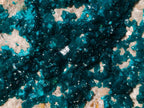 Natural XXL Dioptase Specimen on a Dolomite Matrix x 1 From Likasi, Congo