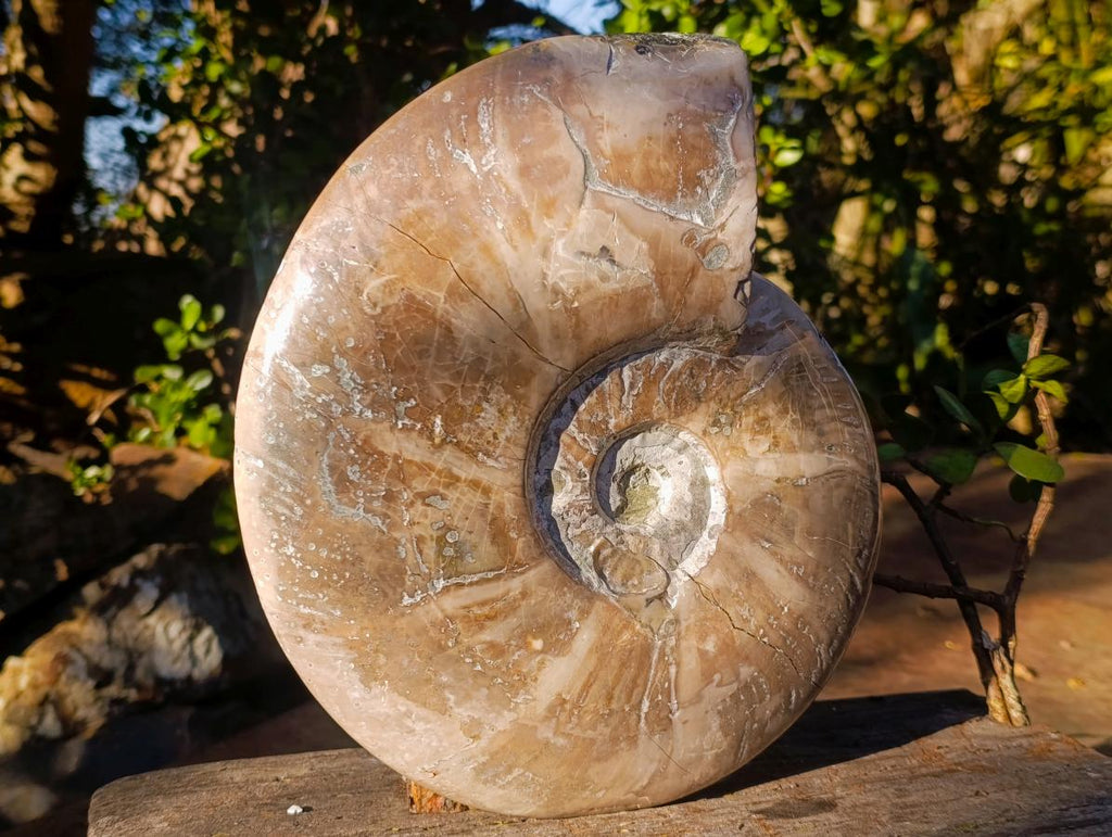 Polished XL Opalized Ammolite Cleoniceras Ammonite Fossil x 1 From Tulear, Madagascar