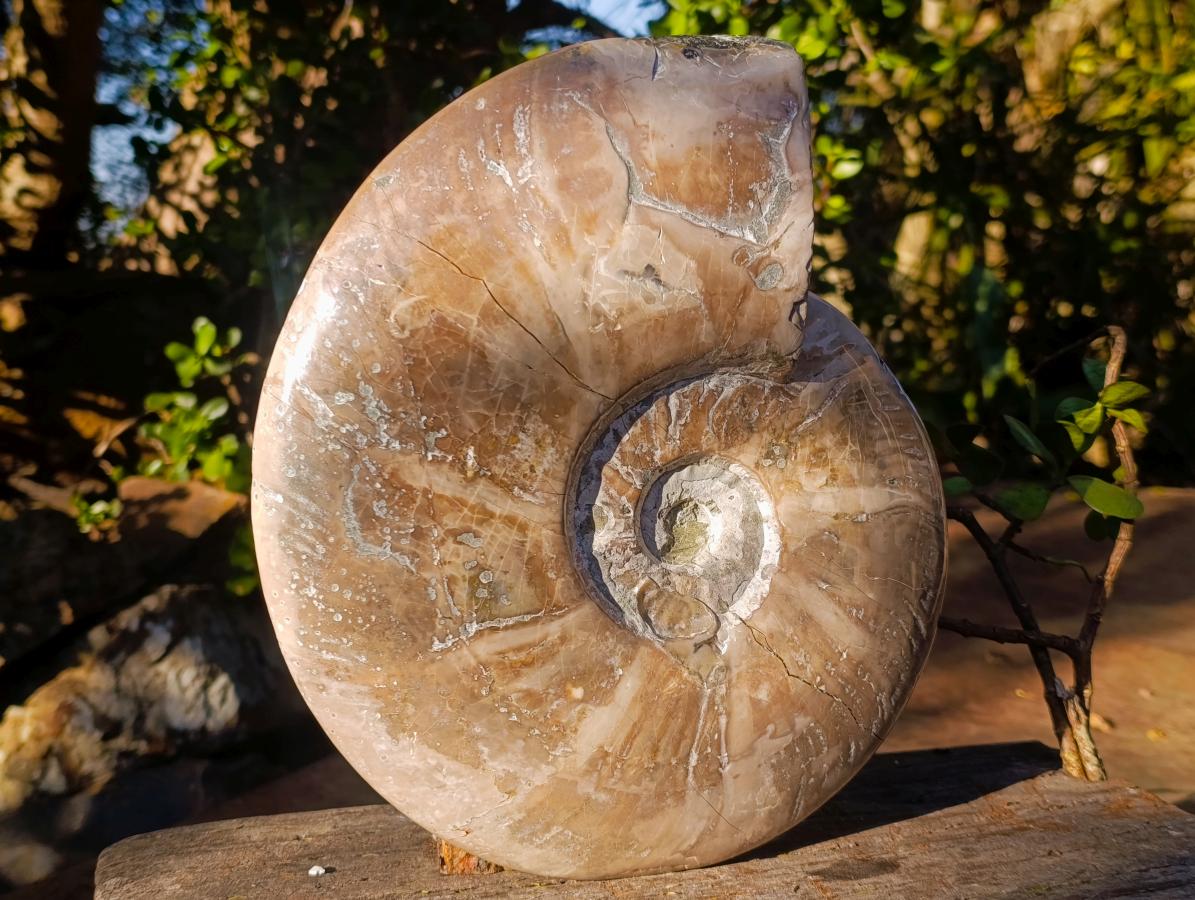 Polished XL Opalized Ammolite Cleoniceras Ammonite Fossil x 1 From Tulear, Madagascar