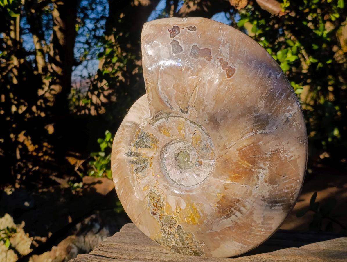 Polished XL Opalized Ammolite Cleoniceras Ammonite Fossil x 1 From Tulear, Madagascar