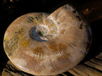 Polished XL Opalized Ammolite Cleoniceras Ammonite Fossil x 1 From Tulear, Madagascar