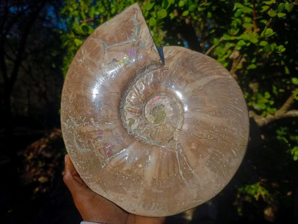Polished XL Opalized Ammolite Cleoniceras Ammonite Fossil x 1 From Tulear, Madagascar