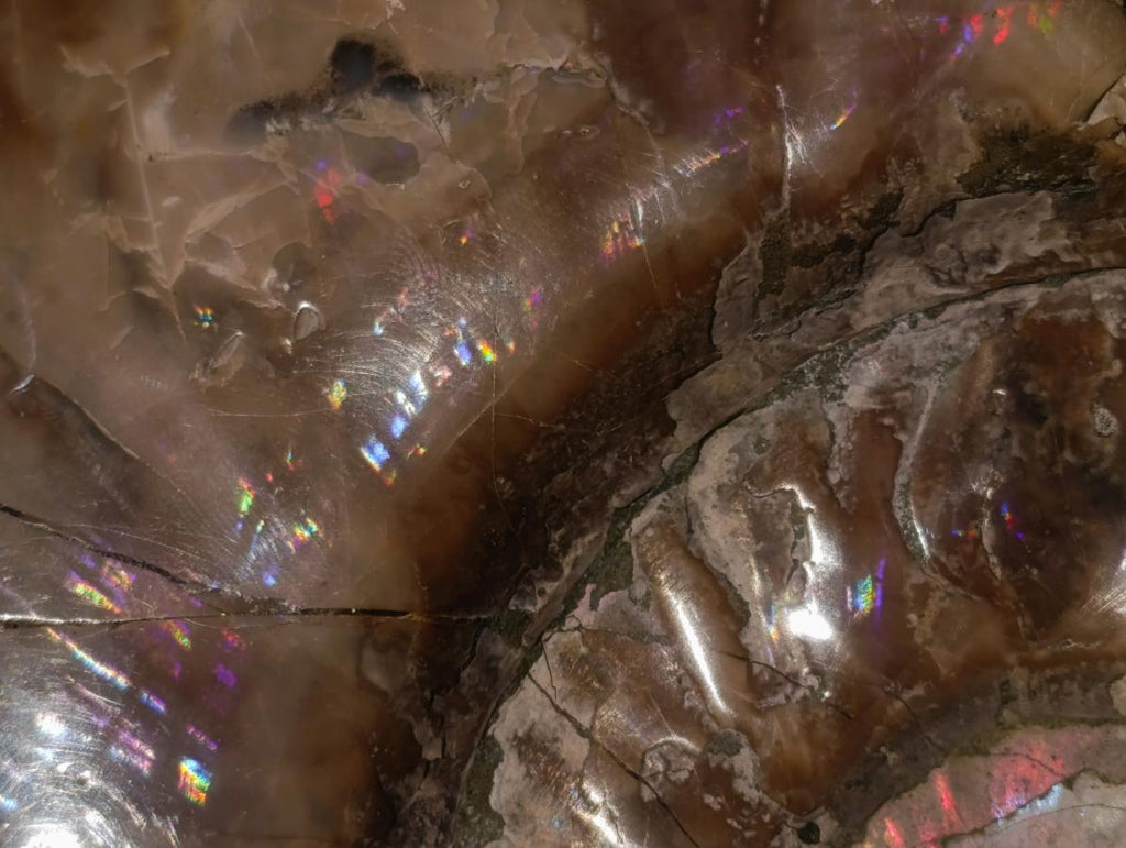 Polished XL Opalized Ammolite Cleoniceras Ammonite Fossil x 1 From Tulear, Madagascar
