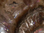 Polished XL Opalized Ammolite Cleoniceras Ammonite Fossil x 1 From Tulear, Madagascar