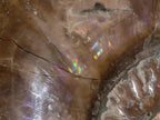 Polished XL Opalized Ammolite Cleoniceras Ammonite Fossil x 1 From Tulear, Madagascar