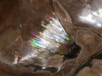 Polished XL Opalized Ammolite Cleoniceras Ammonite Fossil x 1 From Tulear, Madagascar