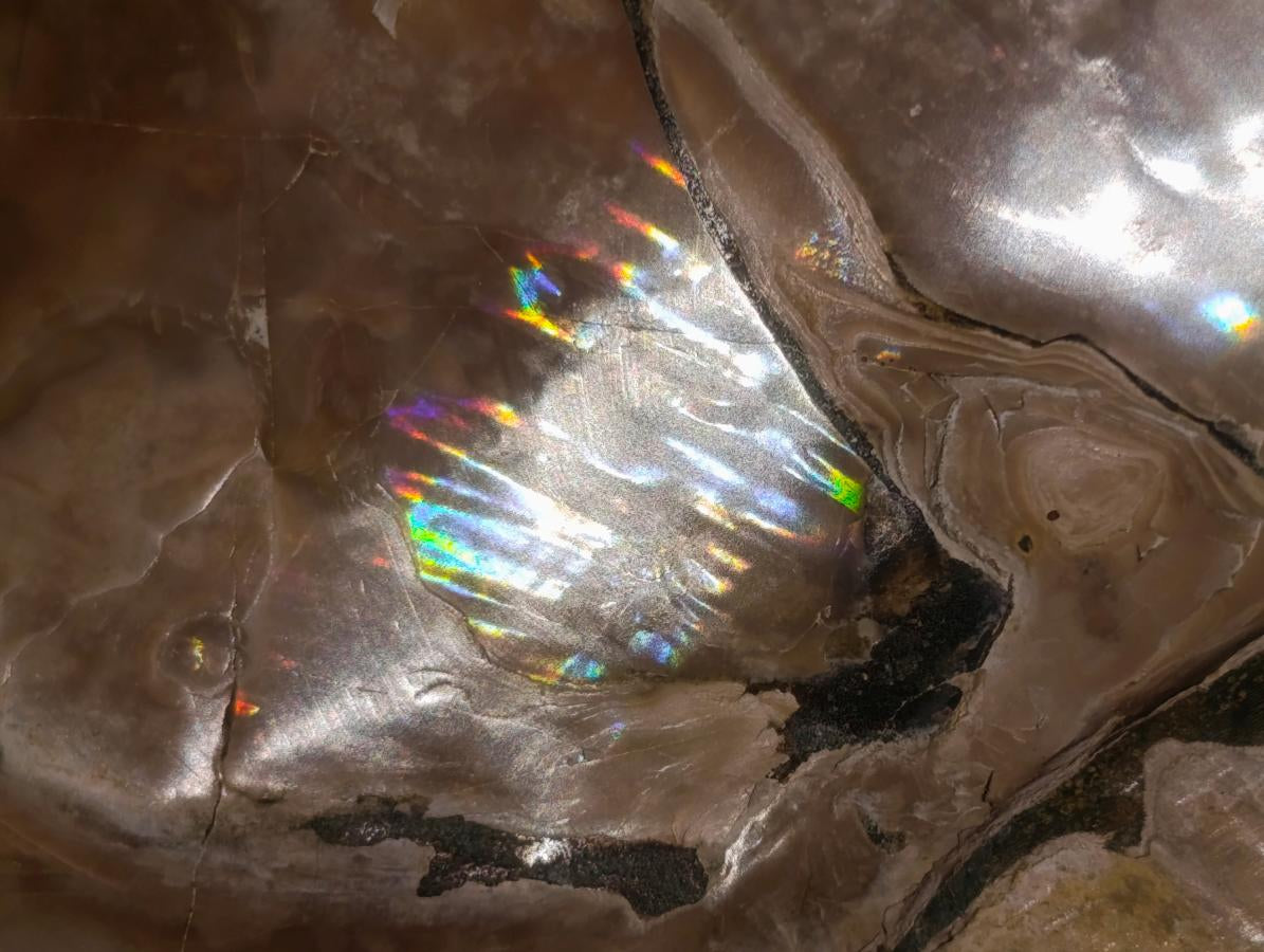 Polished XL Opalized Ammolite Cleoniceras Ammonite Fossil x 1 From Tulear, Madagascar