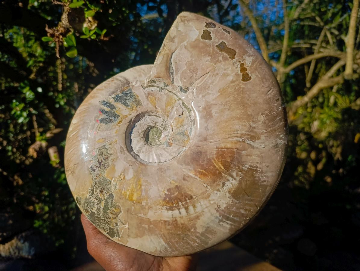 Polished XL Opalized Ammolite Cleoniceras Ammonite Fossil x 1 From Tulear, Madagascar
