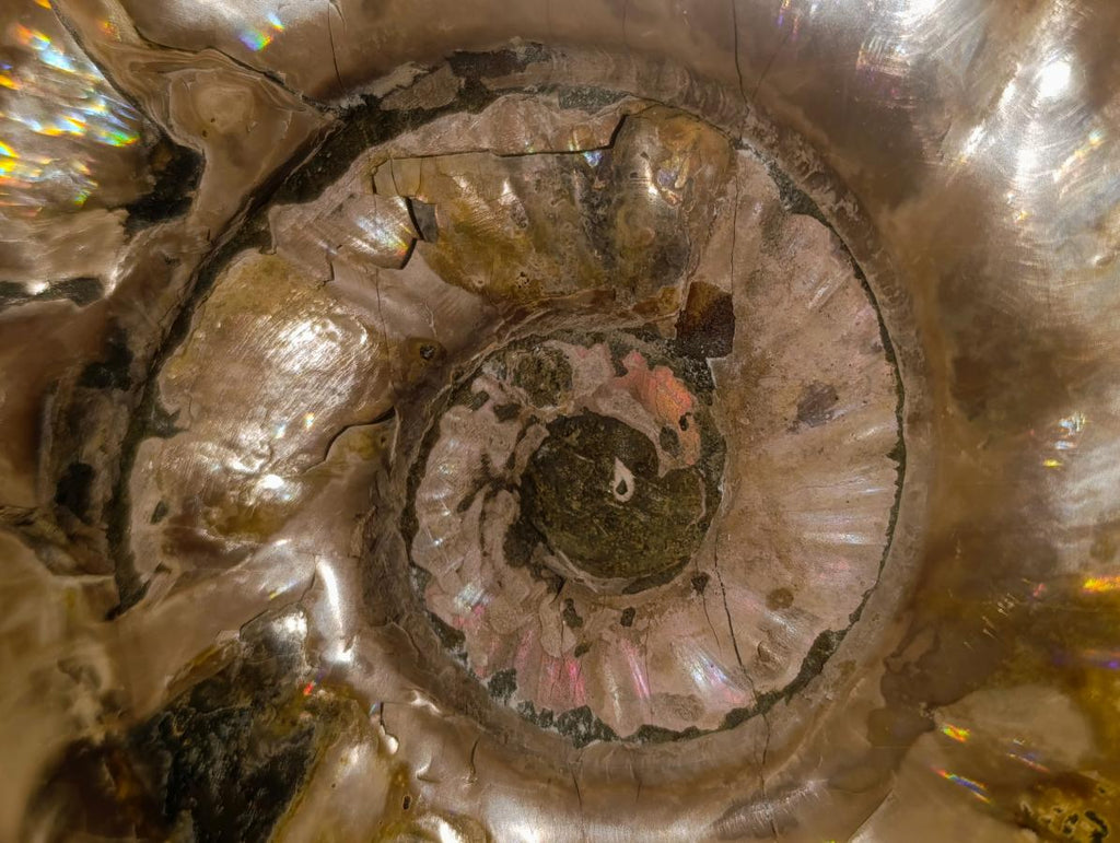 Polished XL Opalized Ammolite Cleoniceras Ammonite Fossil x 1 From Tulear, Madagascar