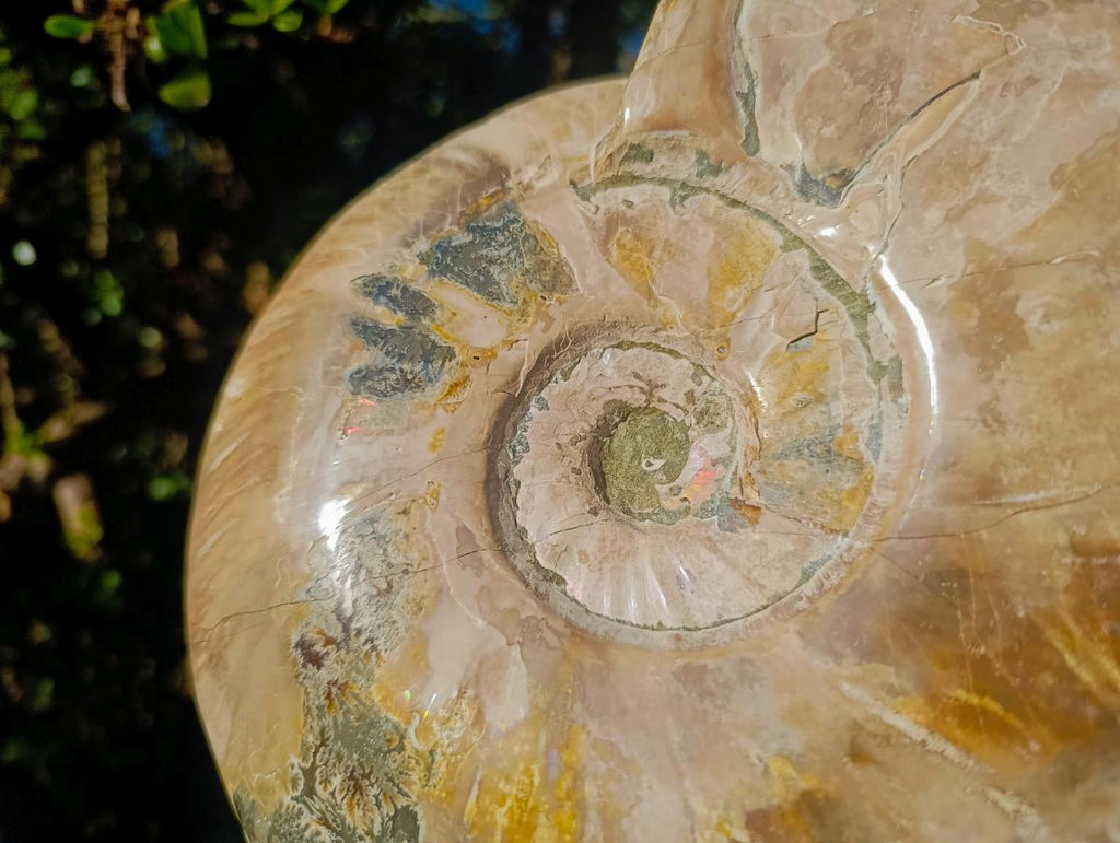 Polished XL Opalized Ammolite Cleoniceras Ammonite Fossil x 1 From Tulear, Madagascar