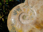 Polished XL Opalized Ammolite Cleoniceras Ammonite Fossil x 1 From Tulear, Madagascar