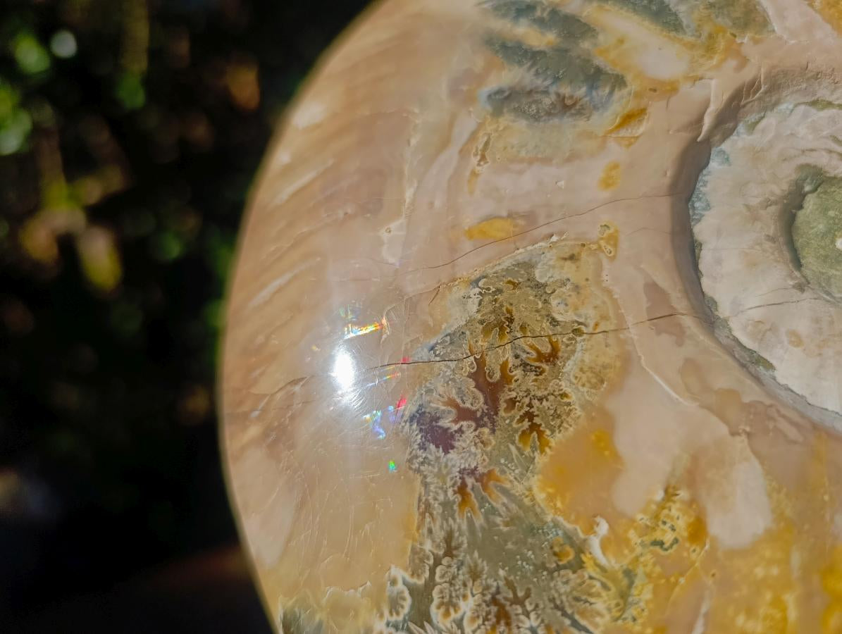 Polished XL Opalized Ammolite Cleoniceras Ammonite Fossil x 1 From Tulear, Madagascar