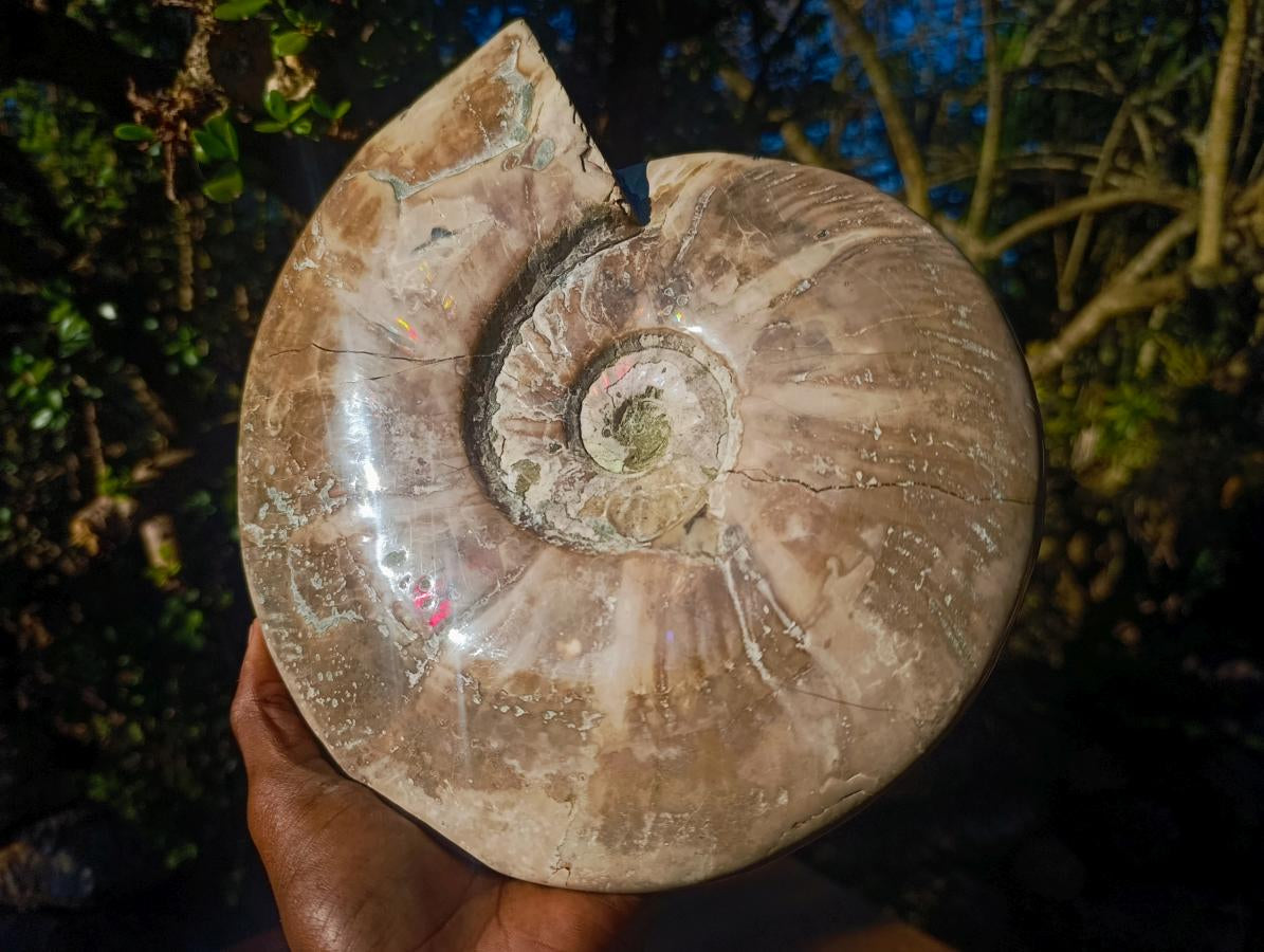Polished XL Opalized Ammolite Cleoniceras Ammonite Fossil x 1 From Tulear, Madagascar