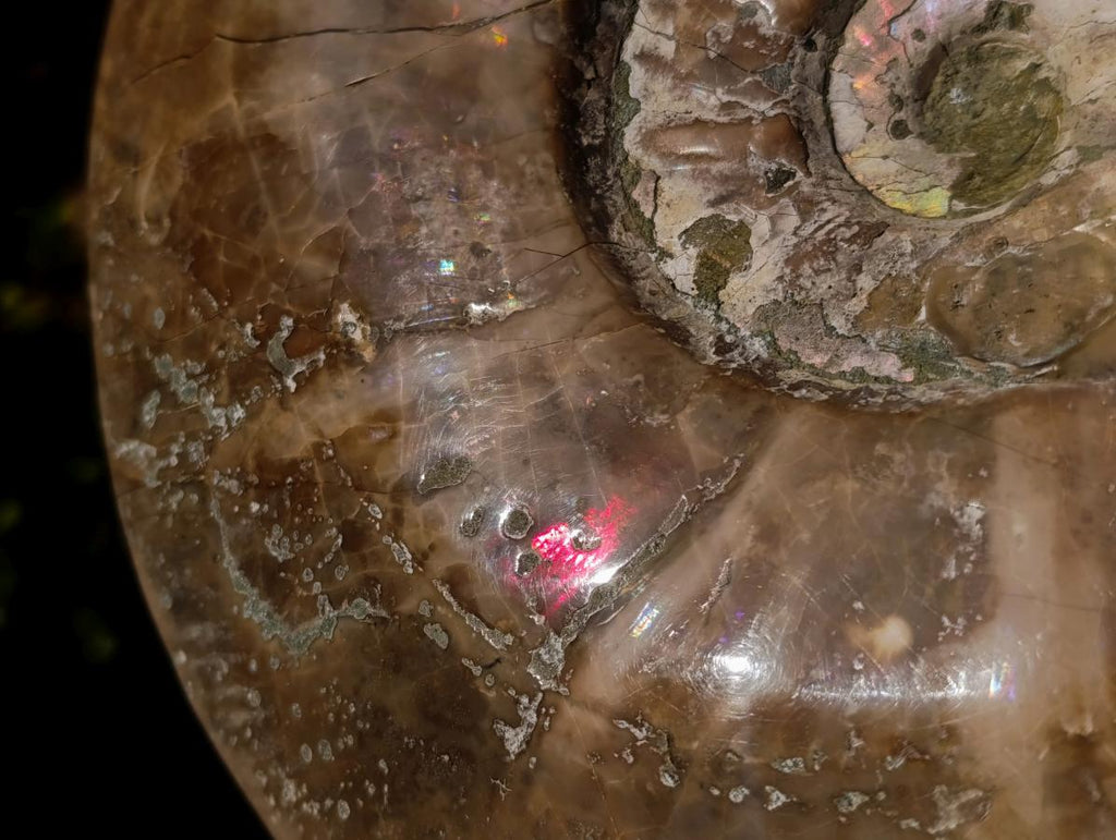 Polished XL Opalized Ammolite Cleoniceras Ammonite Fossil x 1 From Tulear, Madagascar