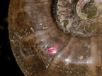 Polished XL Opalized Ammolite Cleoniceras Ammonite Fossil x 1 From Tulear, Madagascar