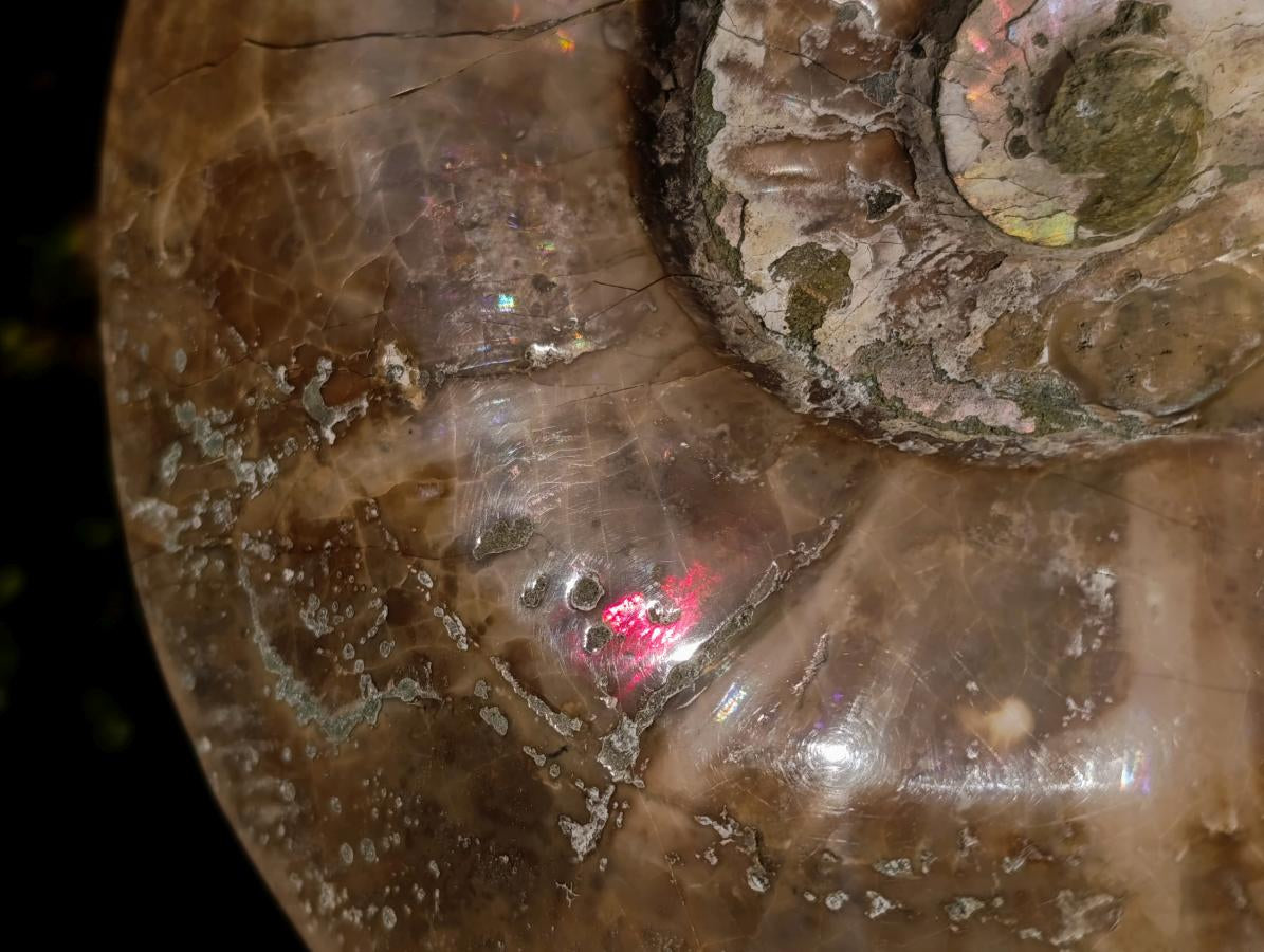 Polished XL Opalized Ammolite Cleoniceras Ammonite Fossil x 1 From Tulear, Madagascar
