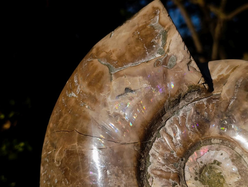 Polished XL Opalized Ammolite Cleoniceras Ammonite Fossil x 1 From Tulear, Madagascar