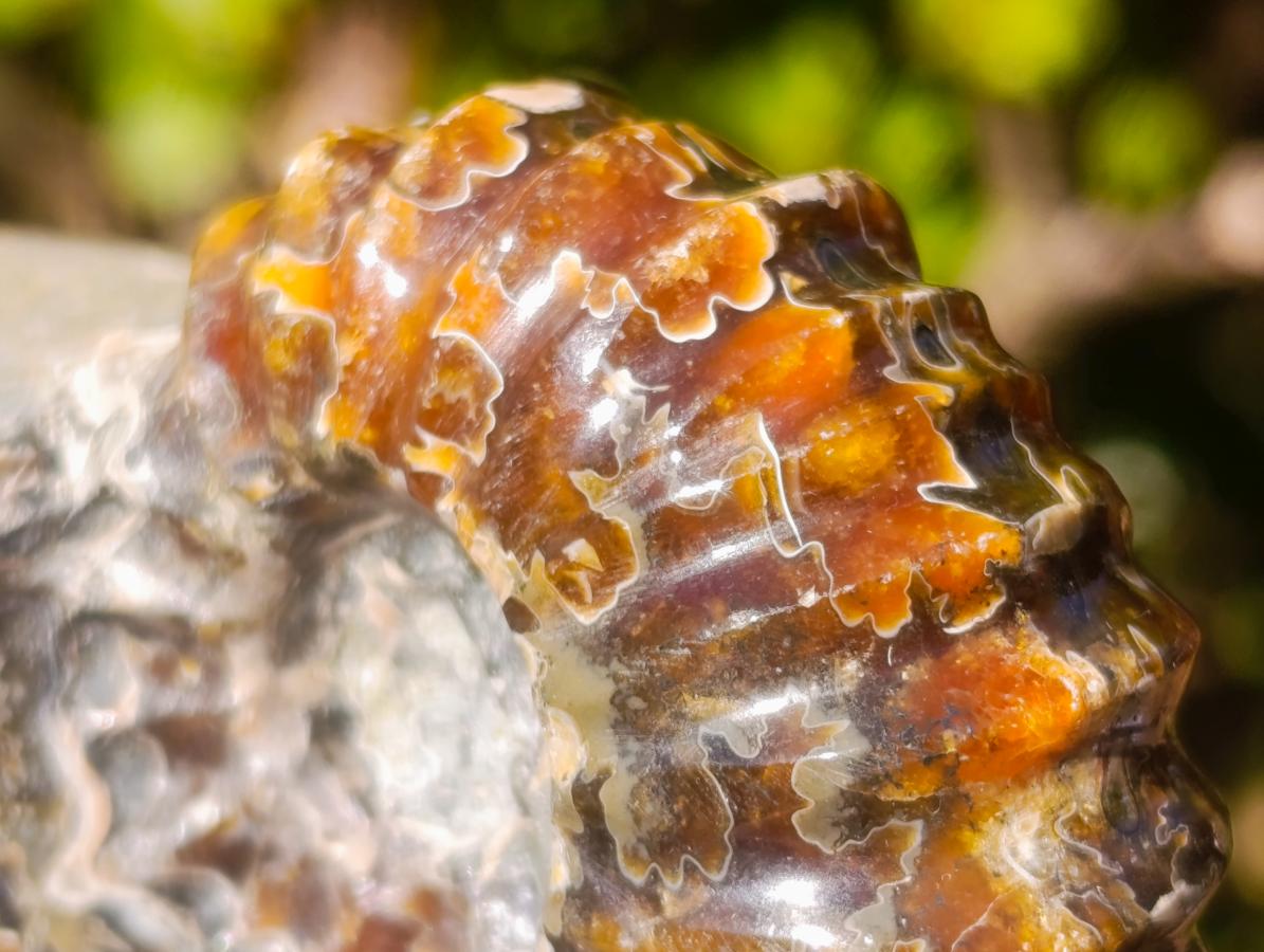 Polished and Natural Douvilleiceras Spiny Ammonite Fossil x 1 From Tulear, Madagascar
