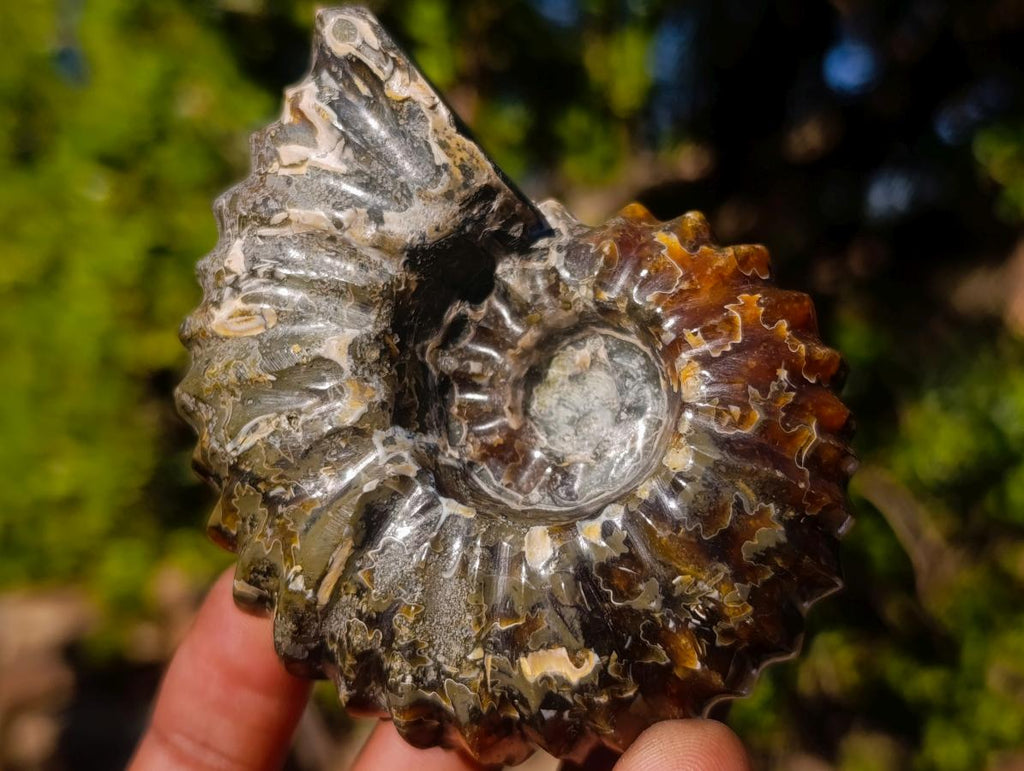 Polished and Natural Douvilleiceras Spiny Ammonite Fossil x 1 From Tulear, Madagascar