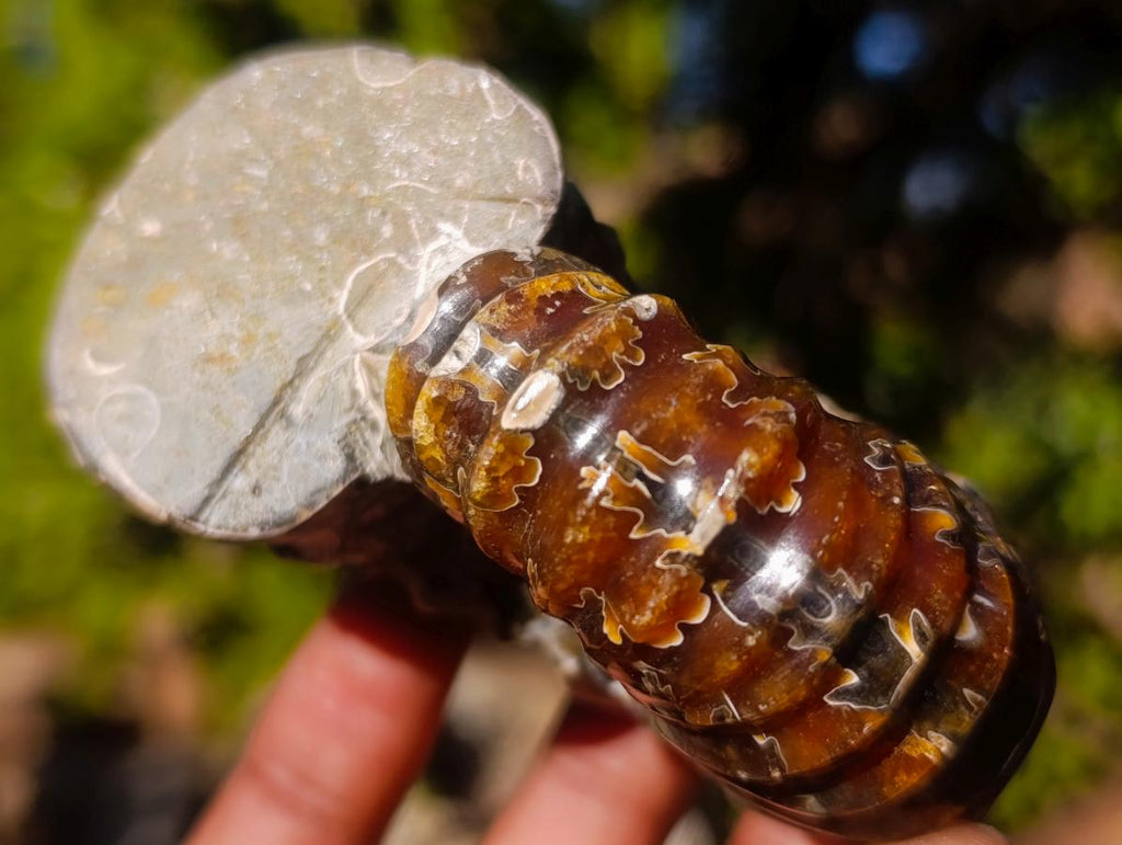 Polished and Natural Douvilleiceras Spiny Ammonite Fossil x 1 From Tulear, Madagascar