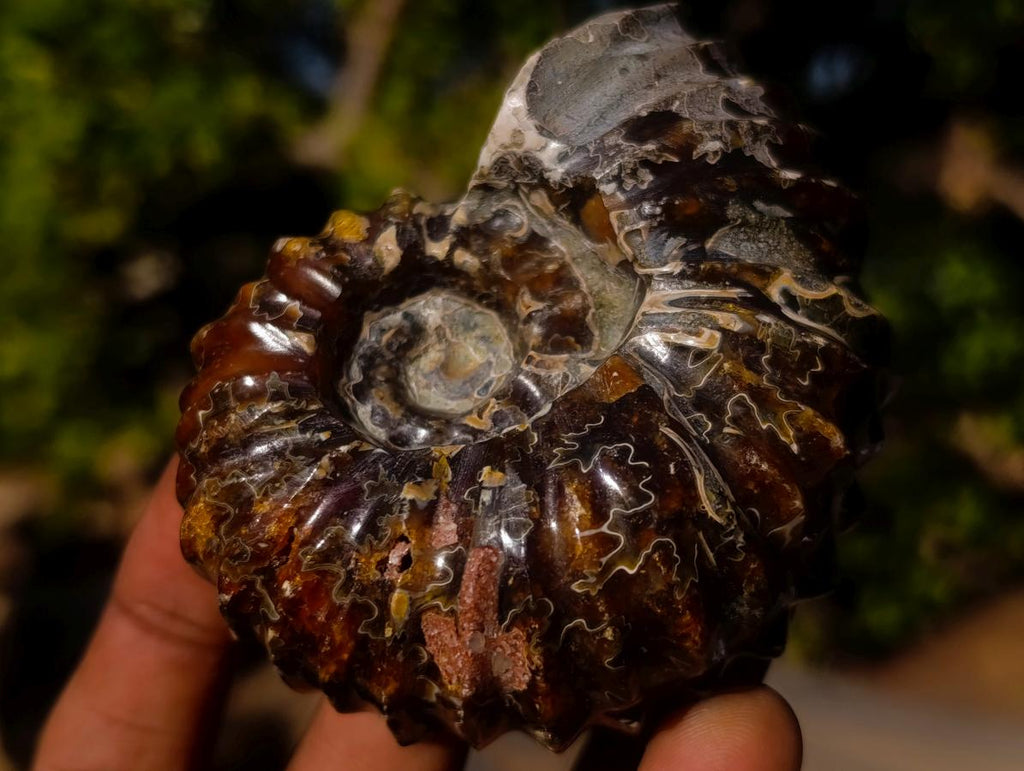 Polished and Natural Douvilleiceras Spiny Ammonite Fossil x 1 From Tulear, Madagascar