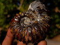 Polished and Natural Douvilleiceras Spiny Ammonite Fossil x 1 From Tulear, Madagascar