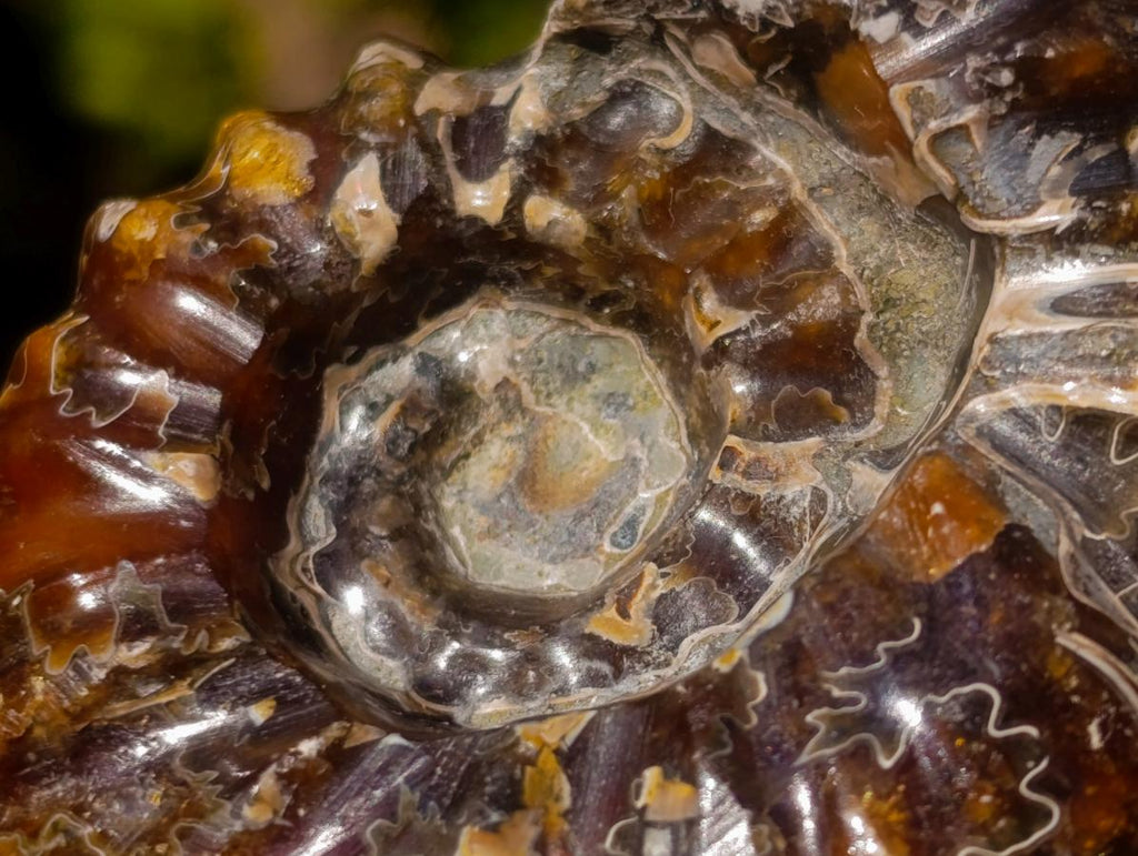 Polished and Natural Douvilleiceras Spiny Ammonite Fossil x 1 From Tulear, Madagascar