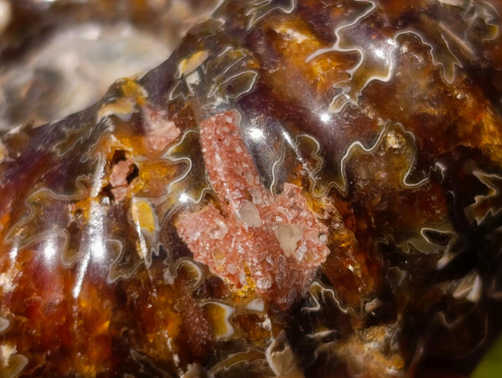 Polished and Natural Douvilleiceras Spiny Ammonite Fossil x 1 From Tulear, Madagascar