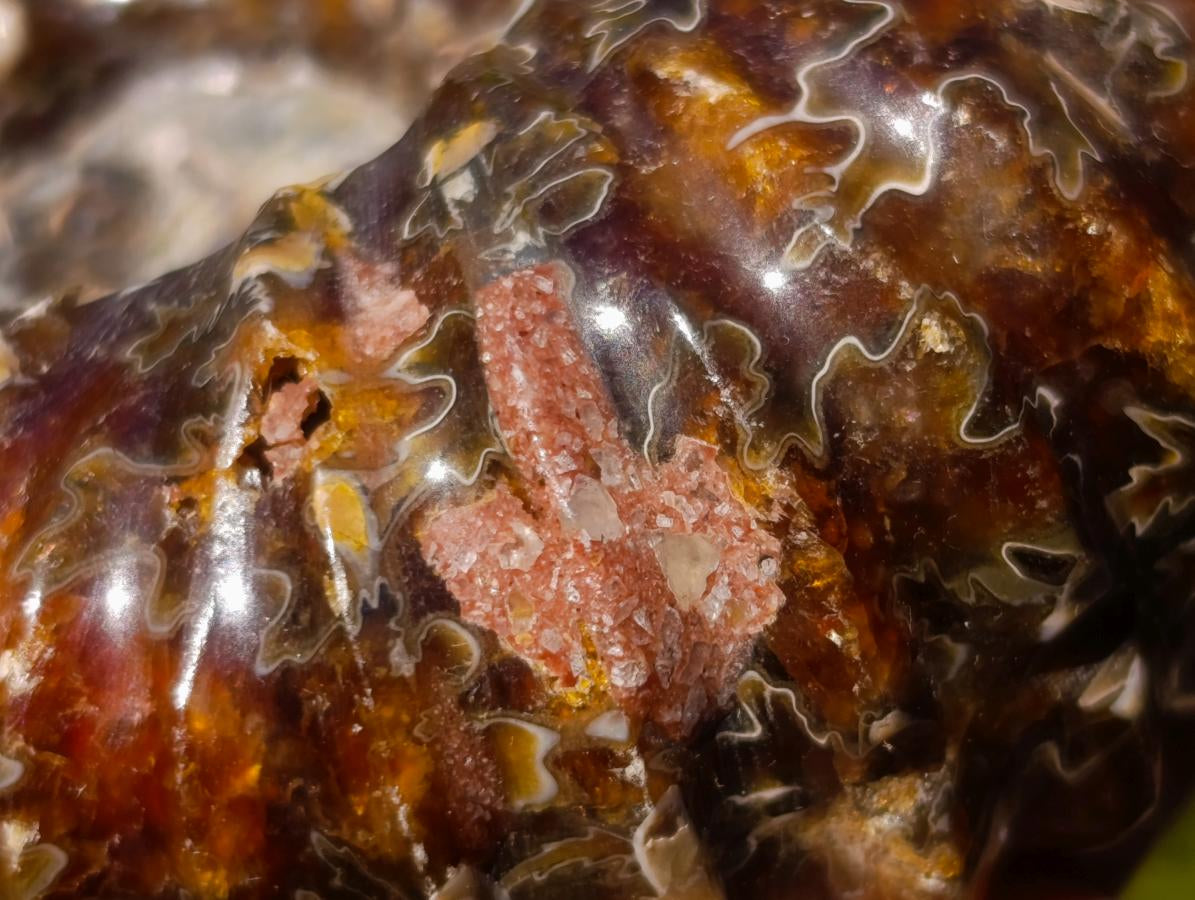 Polished and Natural Douvilleiceras Spiny Ammonite Fossil x 1 From Tulear, Madagascar