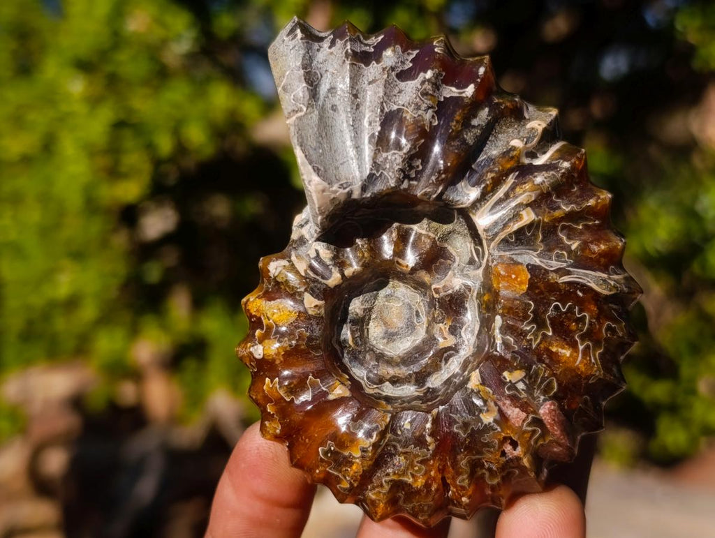 Polished and Natural Douvilleiceras Spiny Ammonite Fossil x 1 From Tulear, Madagascar