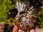 Polished and Natural Douvilleiceras Spiny Ammonite Fossil x 1 From Tulear, Madagascar