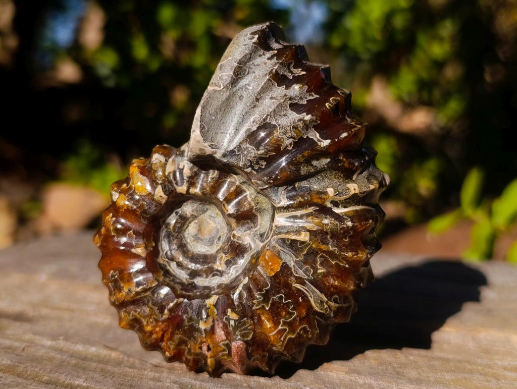 Polished and Natural Douvilleiceras Spiny Ammonite Fossil x 1 From Tulear, Madagascar