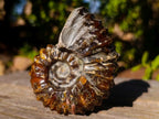 Polished and Natural Douvilleiceras Spiny Ammonite Fossil x 1 From Tulear, Madagascar
