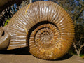 Hand Made XXL Superb Dolphin and Perisphinctes Ammonite Fossil Sculpture x 1 From Tulear, Madagascar