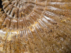 Hand Made XXL Superb Dolphin and Perisphinctes Ammonite Fossil Sculpture x 1 From Tulear, Madagascar