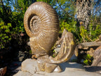 Hand Made XXL Superb Dolphin and Perisphinctes Ammonite Fossil Sculpture x 1 From Tulear, Madagascar