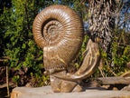 Hand Made XXL Superb Dolphin and Perisphinctes Ammonite Fossil Sculpture x 1 From Tulear, Madagascar