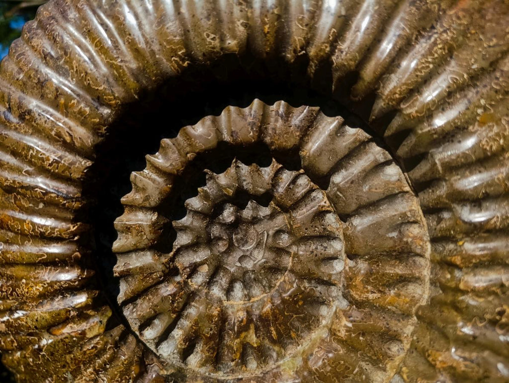 Hand Made XXL Superb Dolphin and Perisphinctes Ammonite Fossil Sculpture x 1 From Tulear, Madagascar