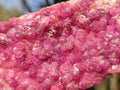 Natural Gemmy Hot Pink Cabinet Size Spherocobaltite Specimen x 1 From Mashamba West Mine, Congo