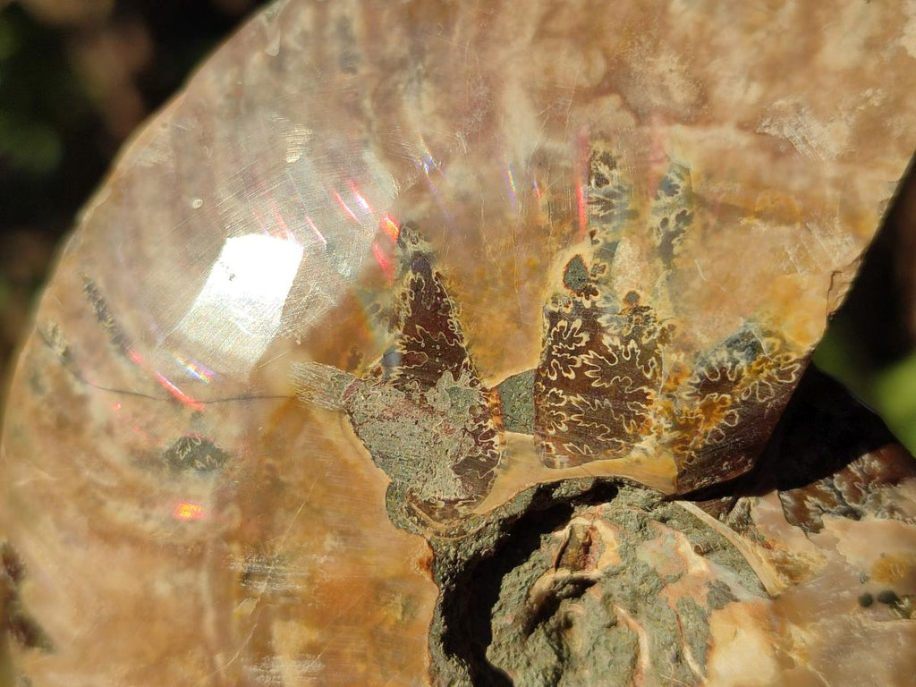 Polished and Natural Set of 6 Mixed African Minerals and Fossils x 1 From Southern Africa