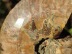 Polished and Natural Set of 6 Mixed African Minerals and Fossils x 1 From Southern Africa