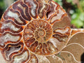 Polished and Natural Set of 6 Mixed African Minerals and Fossils x 1 From Southern Africa