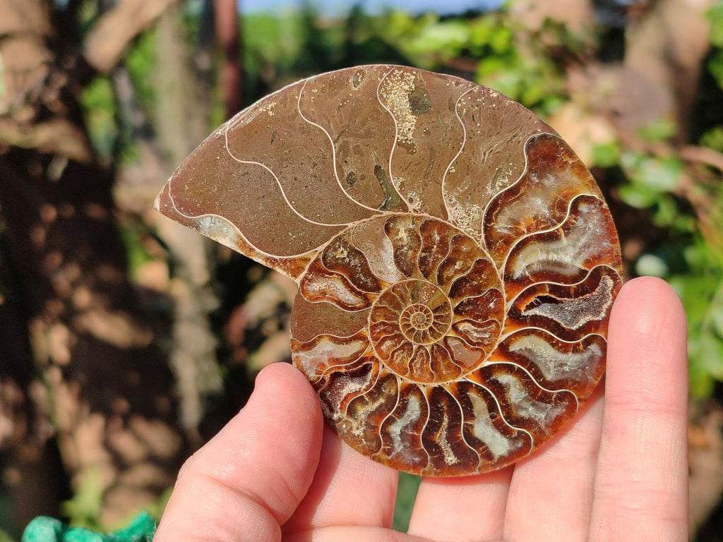 Polished and Natural Set of 6 Mixed African Minerals and Fossils x 1 From Southern Africa