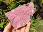 Natural Large Pink Salrose Cobaltion Dolomite Specimen with Heterogenite x 1 From Kakanda, Congo