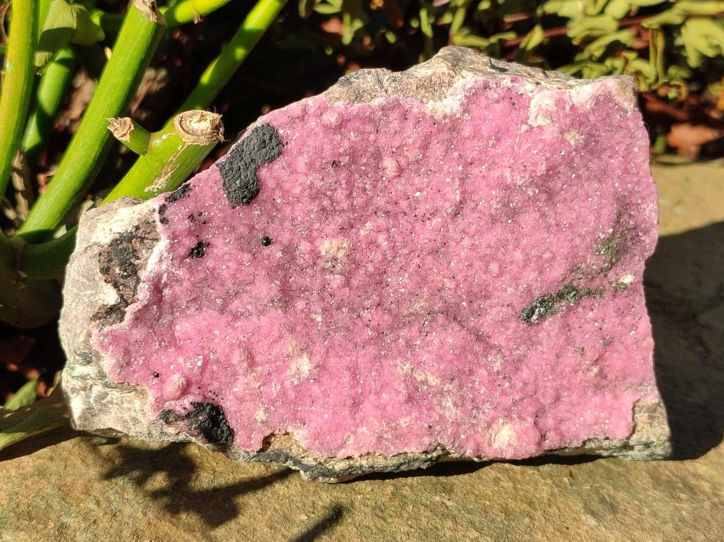 Natural Large Pink Salrose Cobaltion Dolomite Specimen with Heterogenite x 1 From Kakanda, Congo