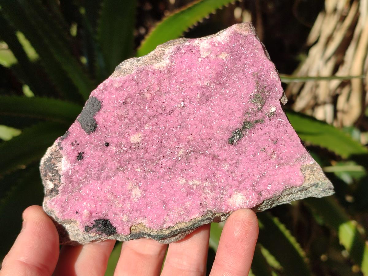 Natural Large Pink Salrose Cobaltion Dolomite Specimen with Heterogenite x 1 From Kakanda, Congo