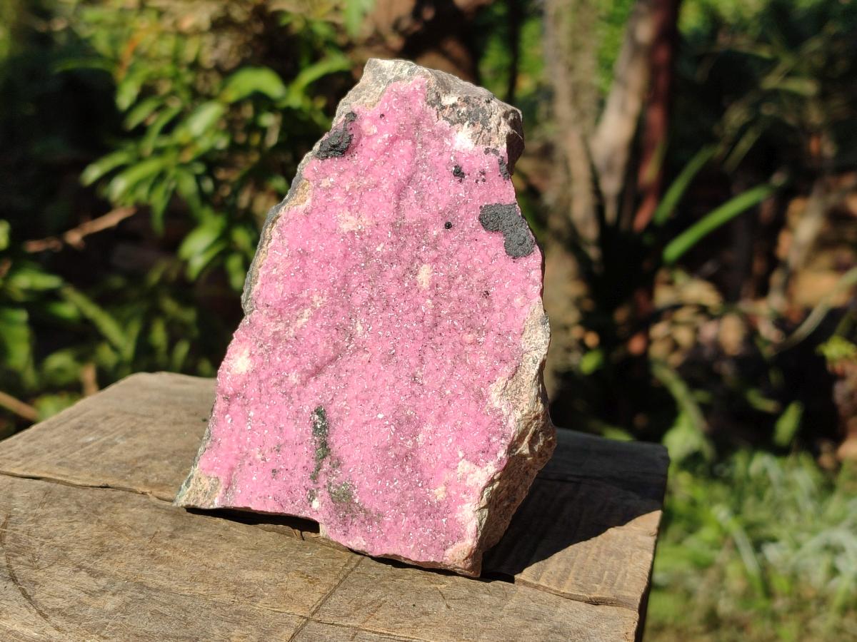 Natural Large Pink Salrose Cobaltion Dolomite Specimen with Heterogenite x 1 From Kakanda, Congo