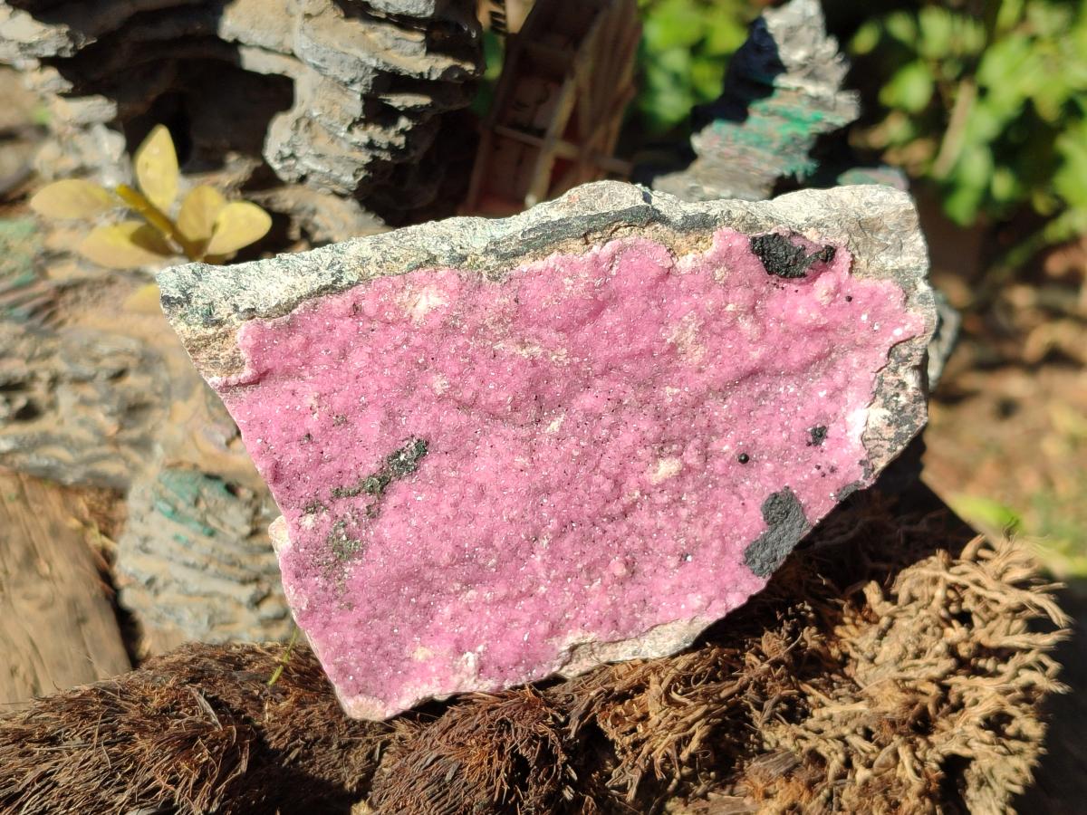 Natural Large Pink Salrose Cobaltion Dolomite Specimen with Heterogenite x 1 From Kakanda, Congo